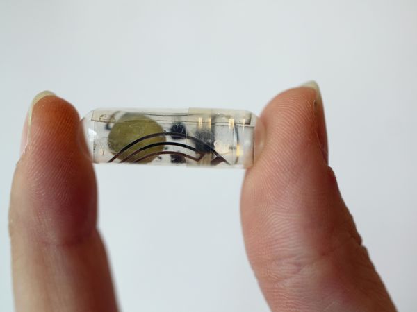 可吞咽纸电池为可生物降解医疗设备供电，在活猪胃内持续工作三天