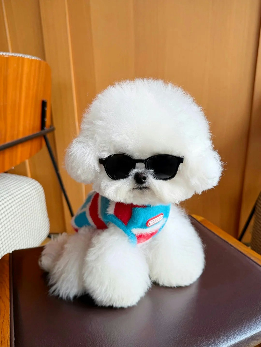 PickAnalyze - AI Pet Translator