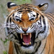Ranthambore National Park