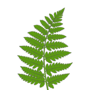 Niguro